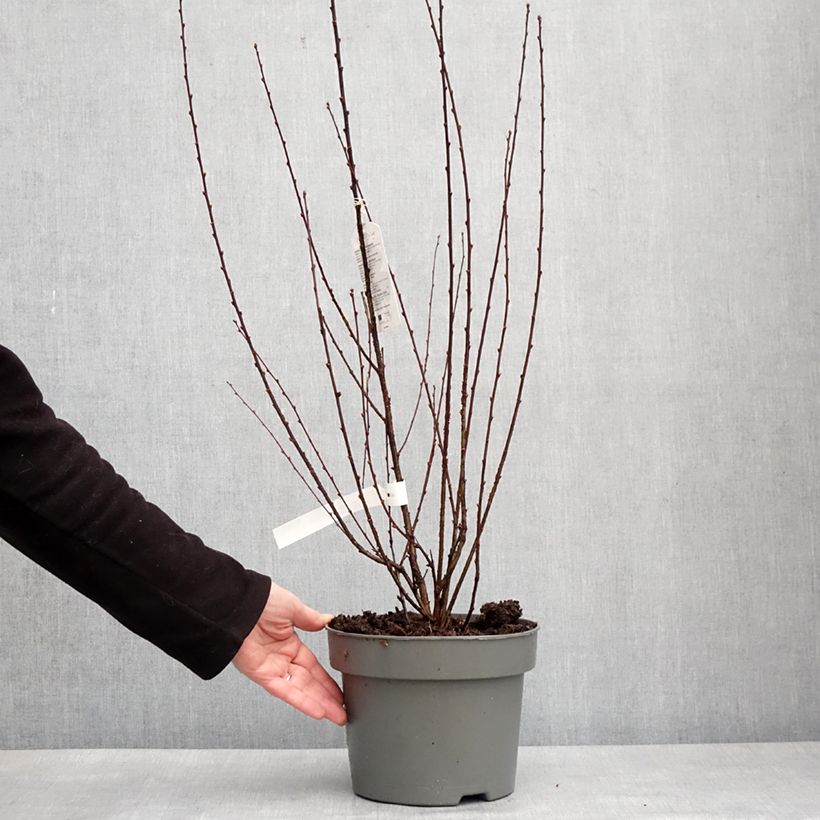 Prunus triloba Rosenmund - Flowering Almond 4L/5L potShipped height around 80/100cm sample as delivered in winter