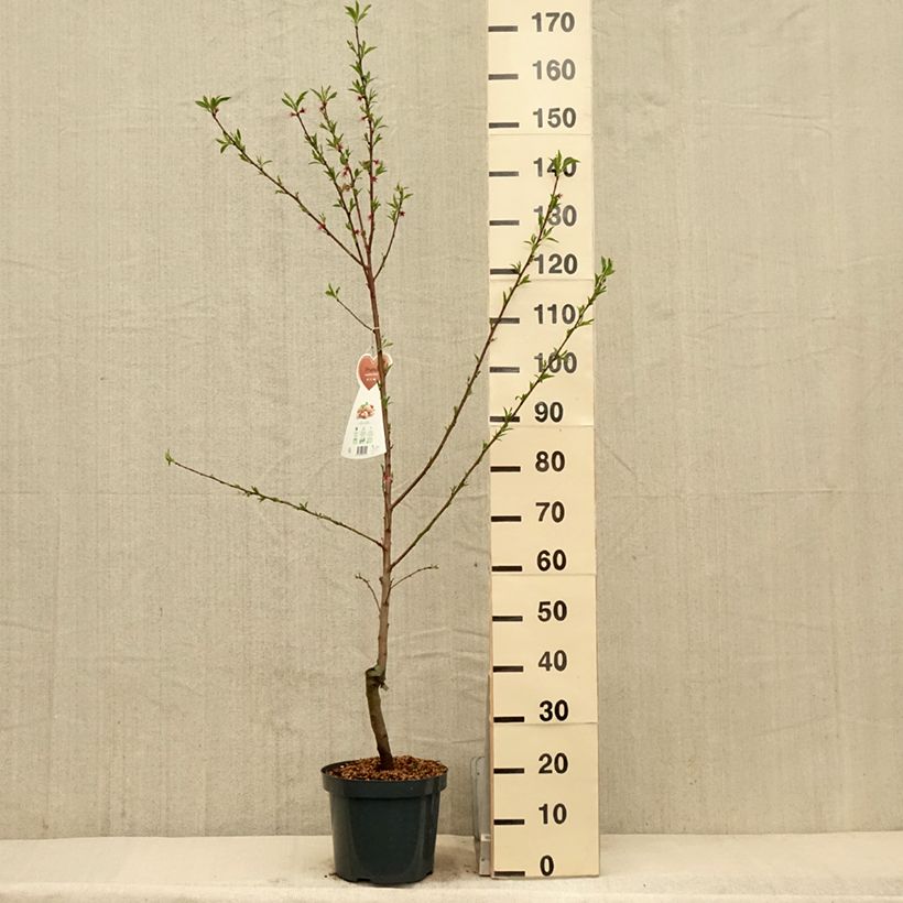 Common Almond Tree - Prunus dulcis sample as delivered in spring