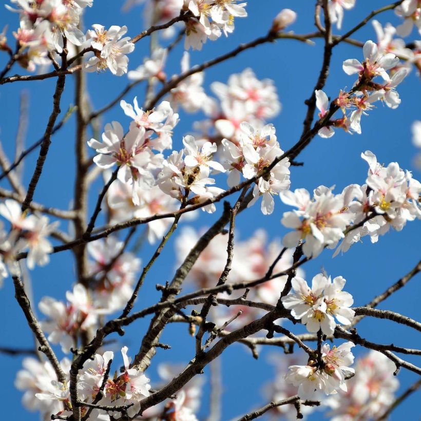 Prunus dulcis Supernova - Almond Tree (Flowering)