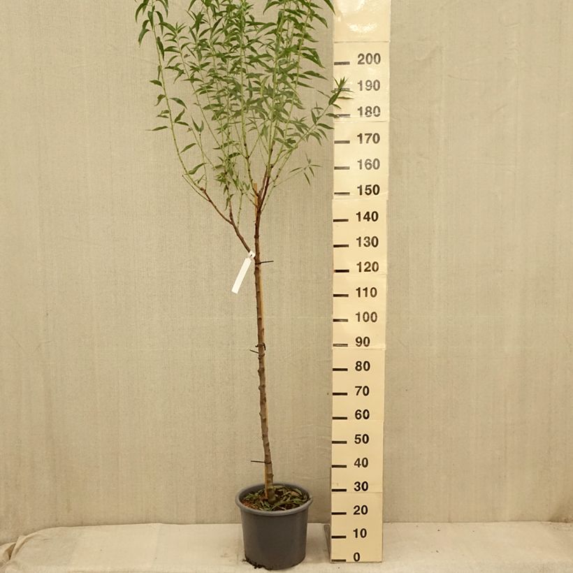 Prunus dulcis Supernova - Almond Tree 7.5L/10L pot, Half standardShipped height around 200/220cm sample as delivered in summer