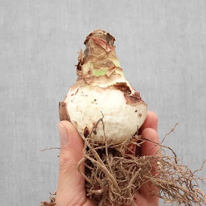 Hippeastrum Double Record - Amaryllis Bulb size 36+ sample as delivered in spring