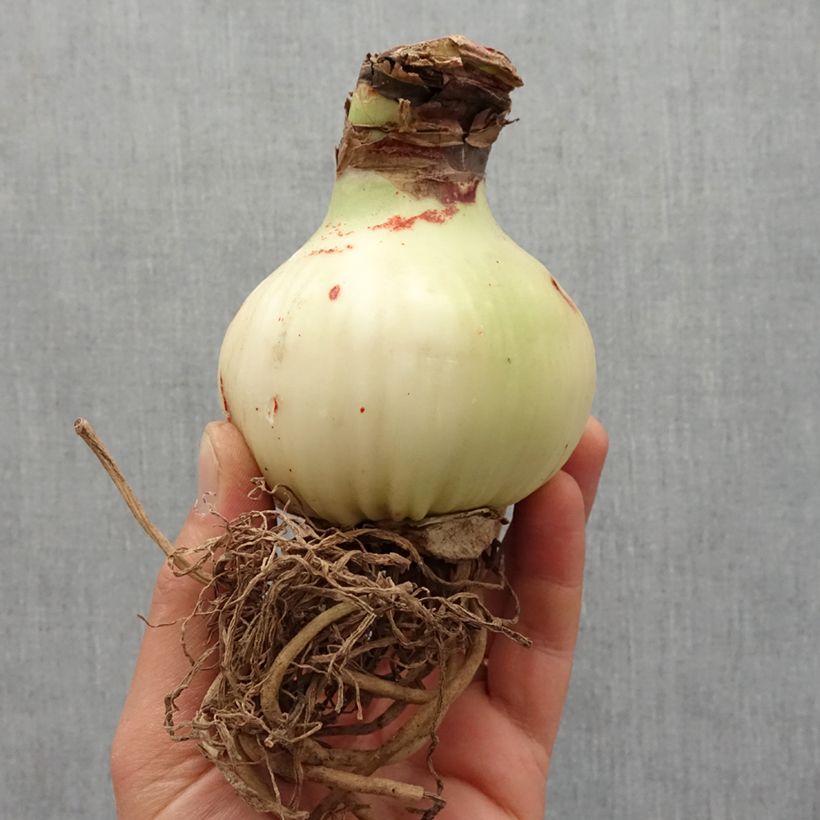 Amaryllis Gervase Bulbe sample as delivered in spring