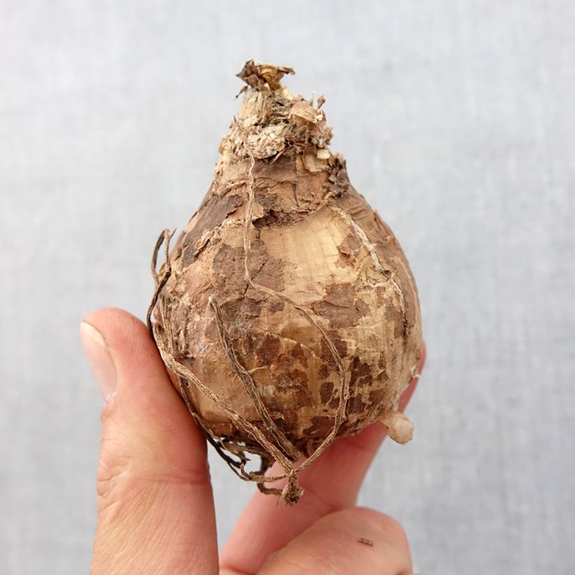 Amaryllis Papilio Bulbe sample as delivered in spring