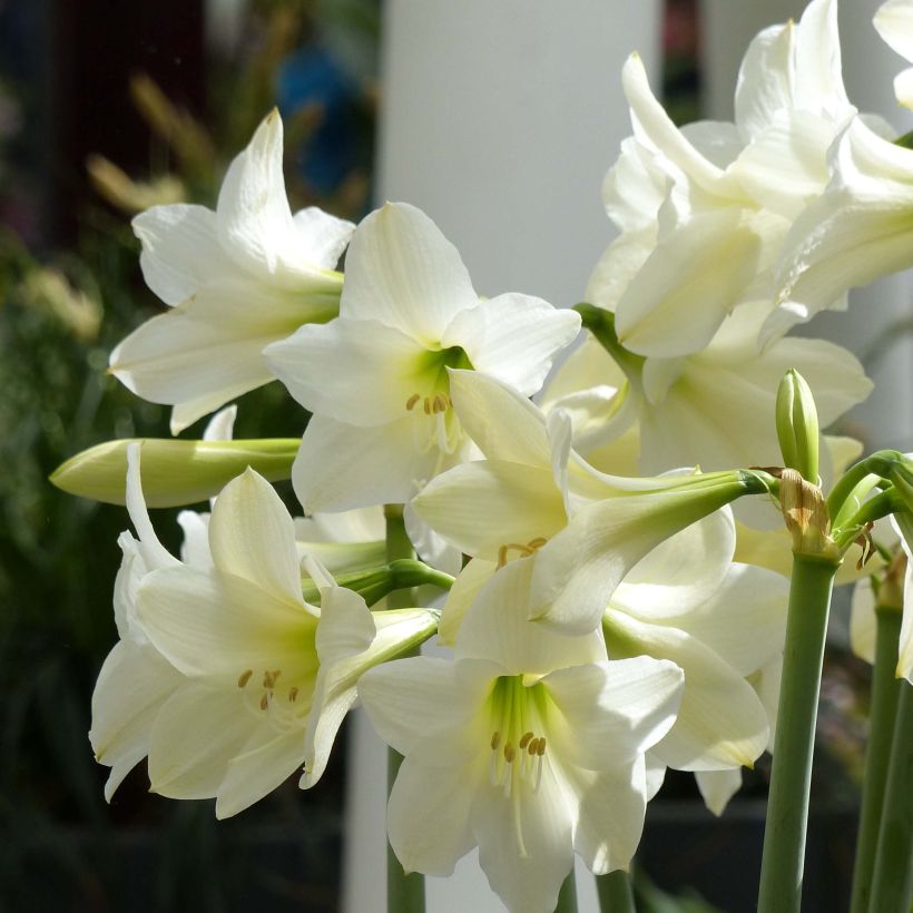 Hippeastrum sonatini White Rascal (Flowering)