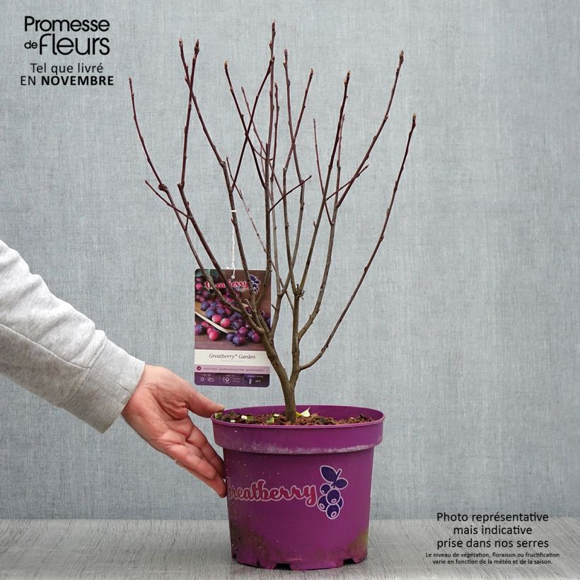 Amelanchier alnifolia Greatberry Garden 3L/4L pot, Clump sample as delivered in autumn