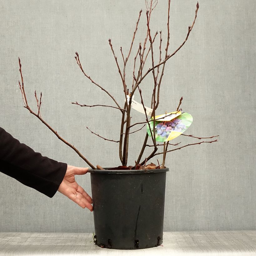 Amelanchier alnifolia 7.5L/10L pot sample as delivered in autumn