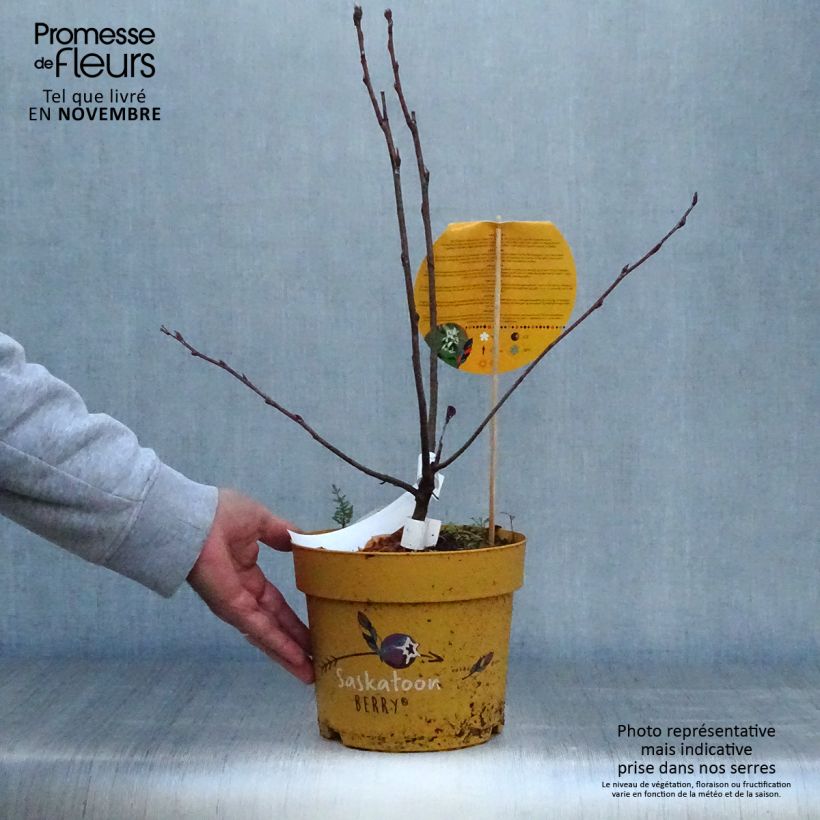 Amelanchier alnifolia Saskatoon Berry en pot de 4/5L sample as delivered in autumn