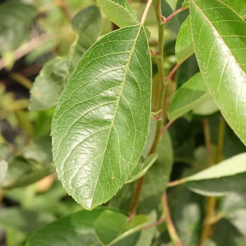 Amelanchier laevis Ballerina (Foliage)