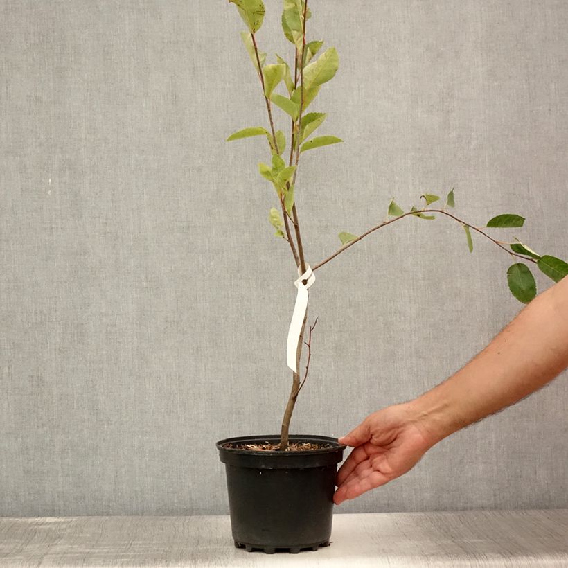 Amelanchier canadensis 2L/3L pot sample as delivered in summer