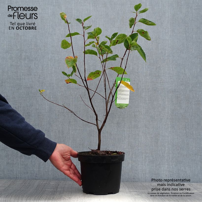 Amelanchier lamarckii en pot de 3L/4L sample as delivered in autumn