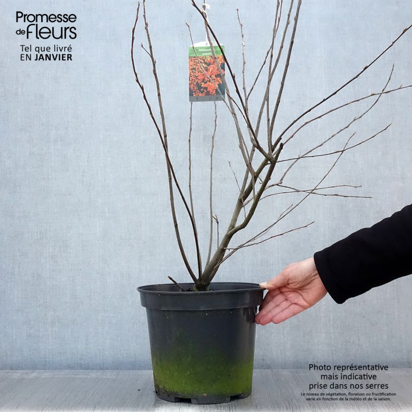 Amelanchier lamarckii en pot de 7,5L/10L sample as delivered in winter