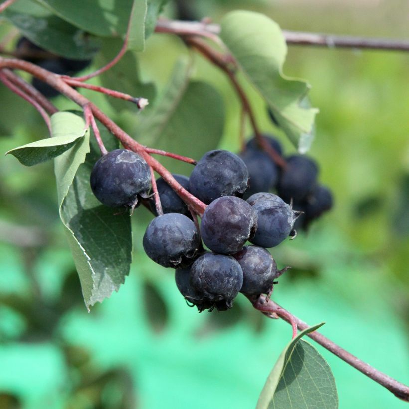 Amelanchier alnifolia Saskablue (Harvest)