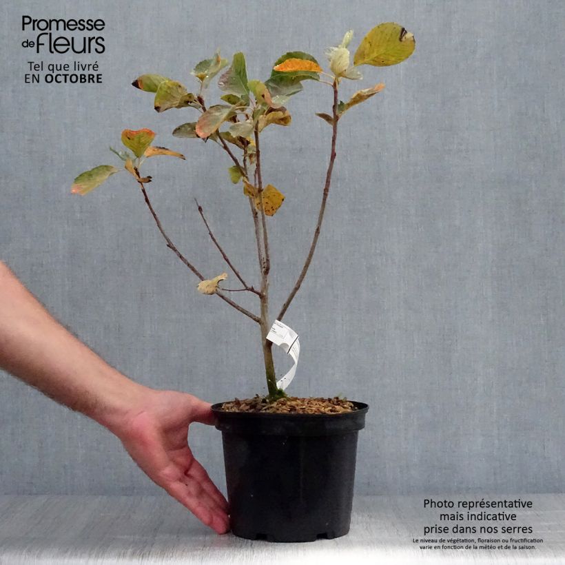 Amelanchier alnifolia Thiessen 2L/3L pot sample as delivered in autumn