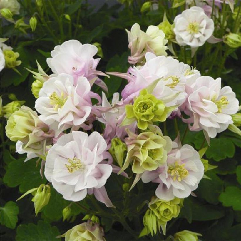 Aquilegia Winky Double Rose White - Columbine (Flowering)