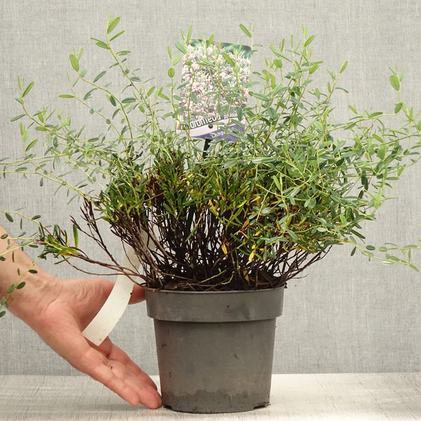 Andromeda polifolia Compacta 2L/3L potShipped height around 20/25cm sample as delivered in summer