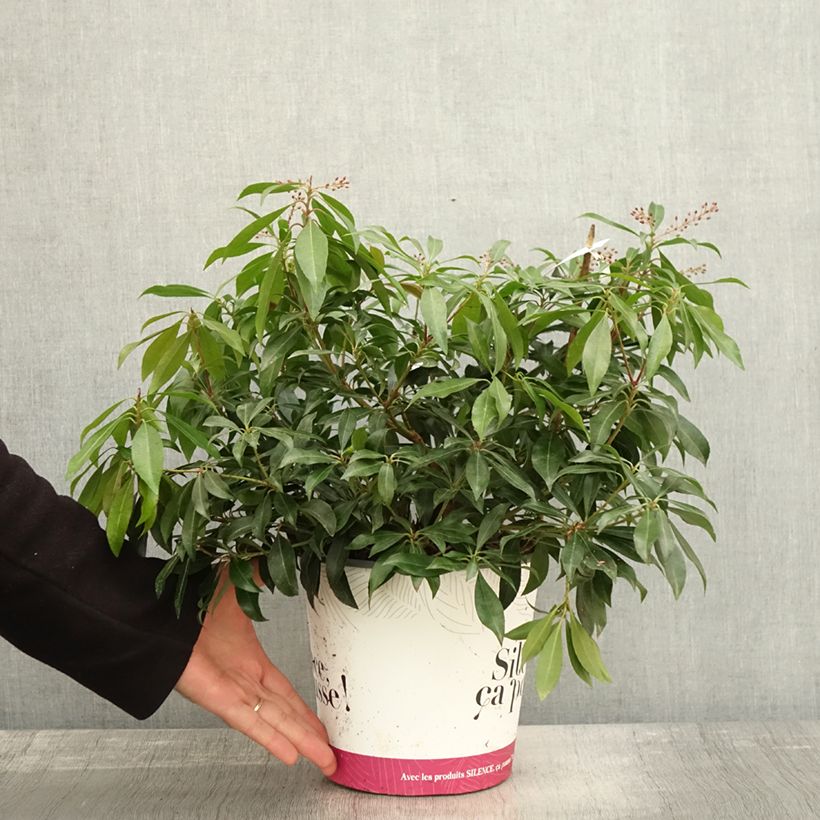 Pieris japonica Katsura - Japanese Andromeda 4L/5L pot sample as delivered in autumn