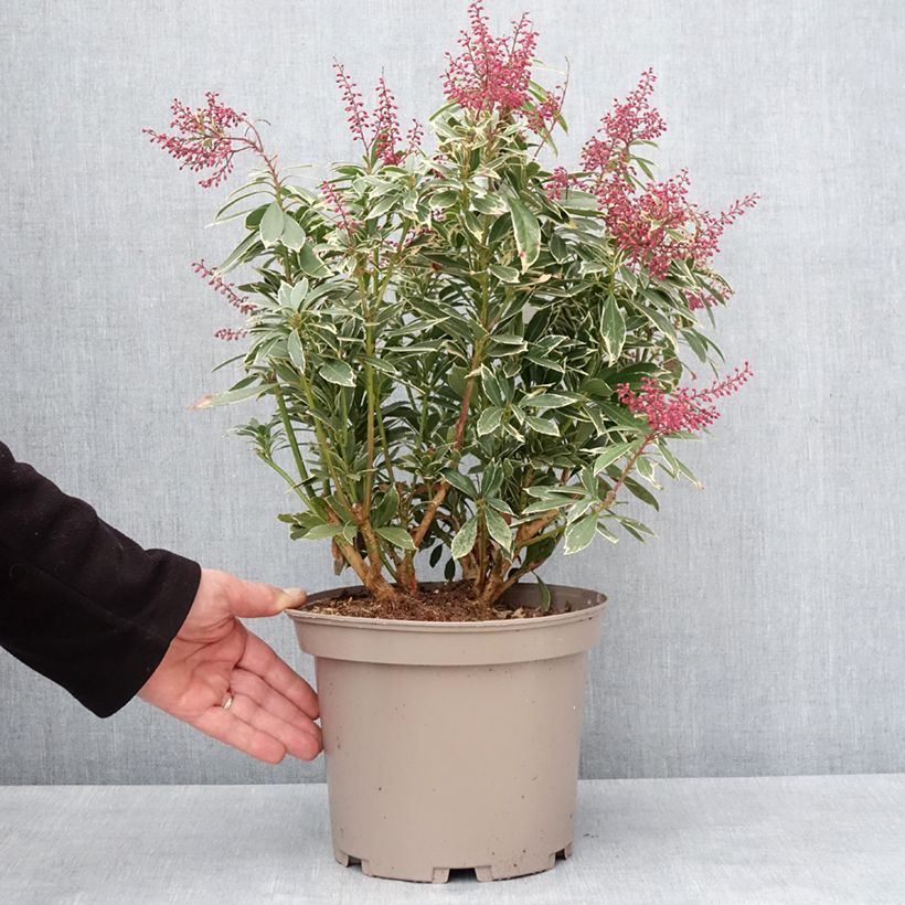 Pieris japonica Polar passion® - Japanese Andromeda 2L/3L pot sample as delivered in winter