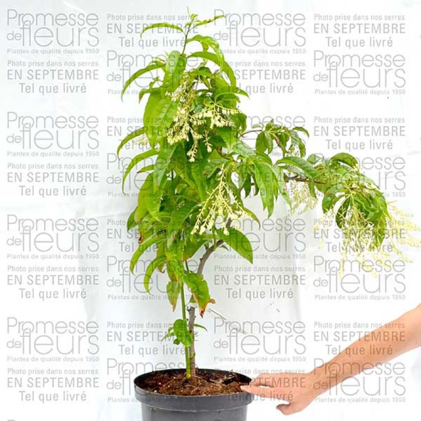 Example of Andromède en arbre - Oxydendron arboreum Pot de 4L/5L specimen as delivered