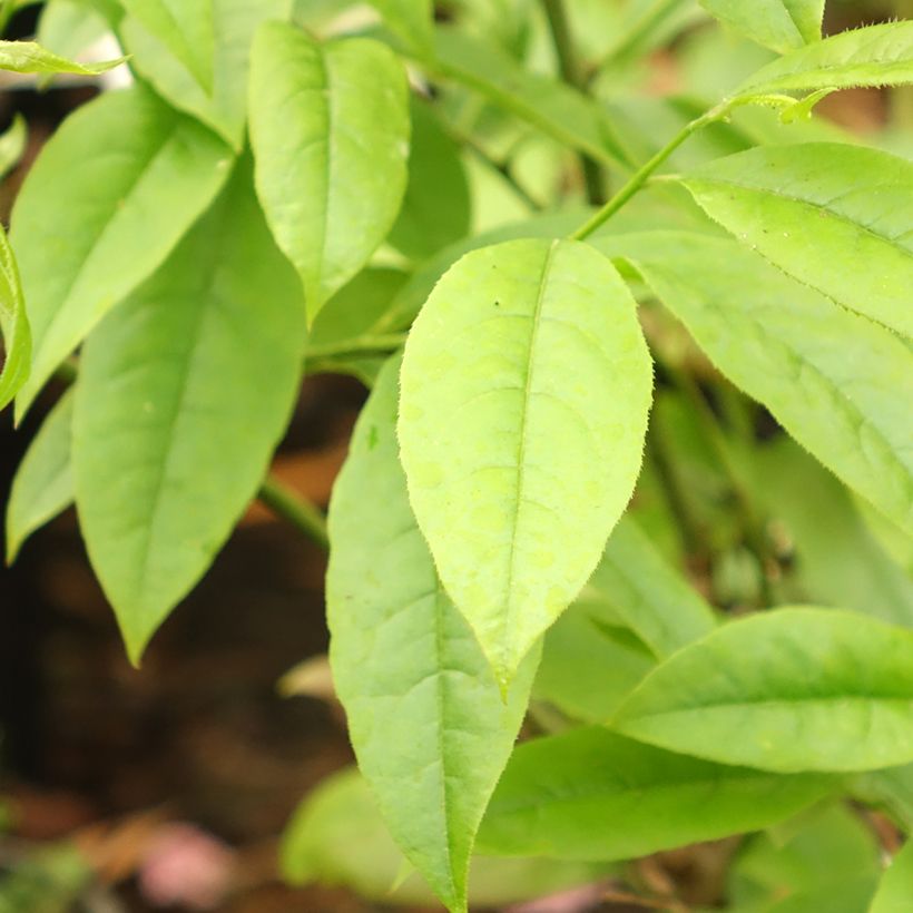 Oxydendrum arboreum (Foliage)