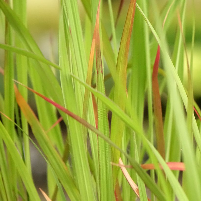 Andropogon hallii Purple Konza (Foliage)