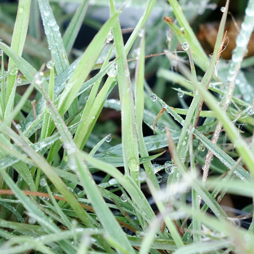 Andropogon ternarius (Foliage)