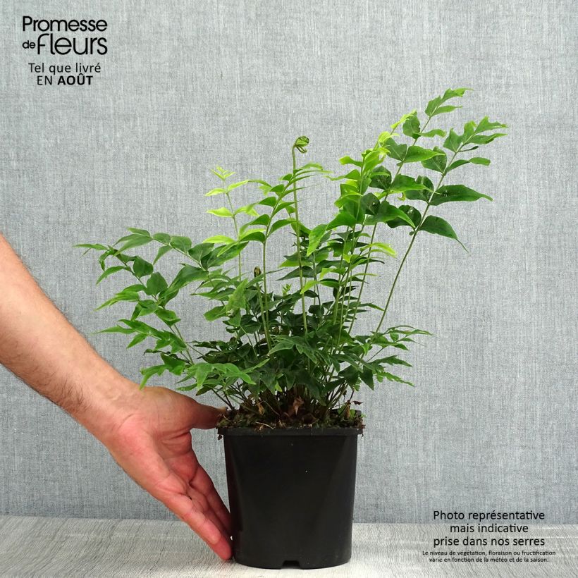Anemia mexicana - Fougère à fleurs mexicaine Pot de 2L/3L sample as delivered in summer