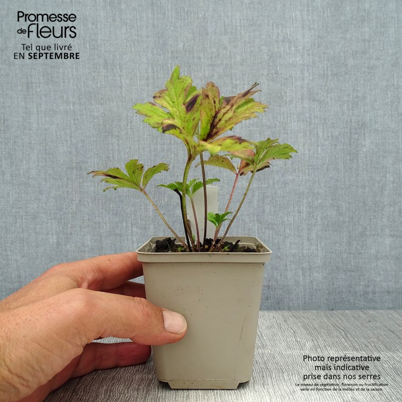 Anemone rivularis 8/9 cm pot sample as delivered in summer