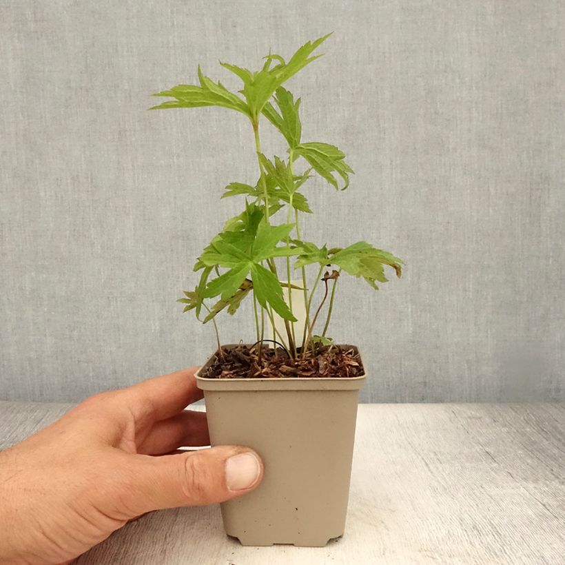 Anemone canadensis 8/9 cm pot sample as delivered in summer