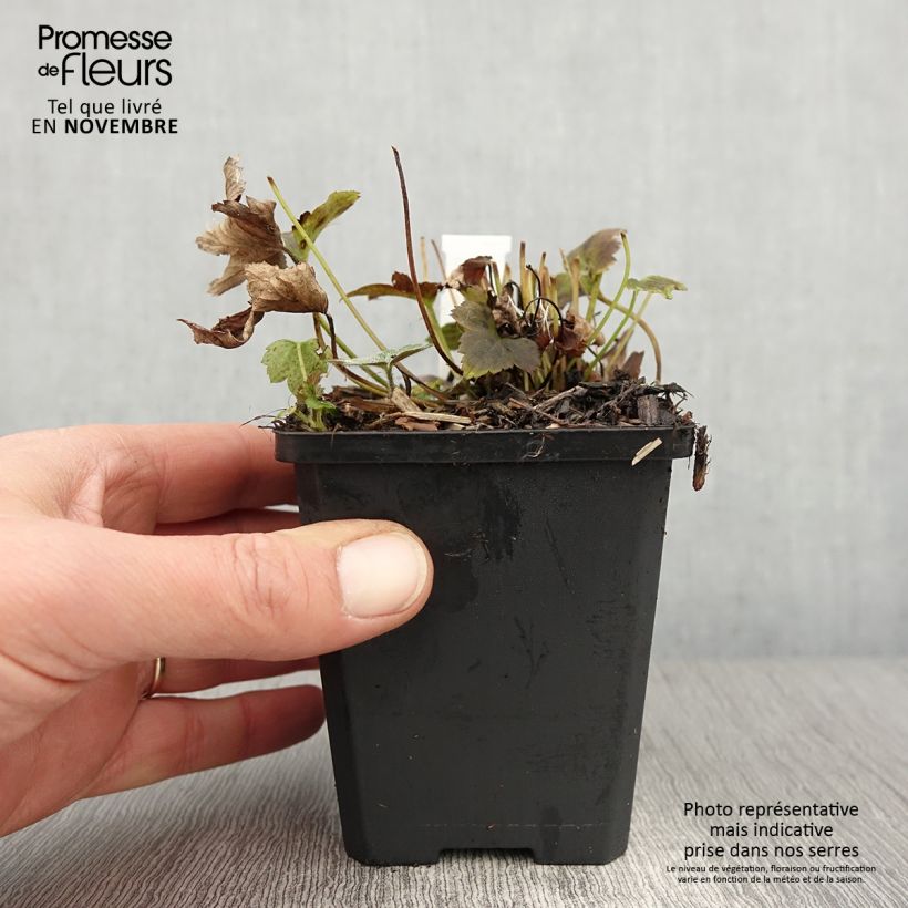Anemone hupehensis var. japonica Alando Rose 8/9 cm pot sample as delivered in autumn