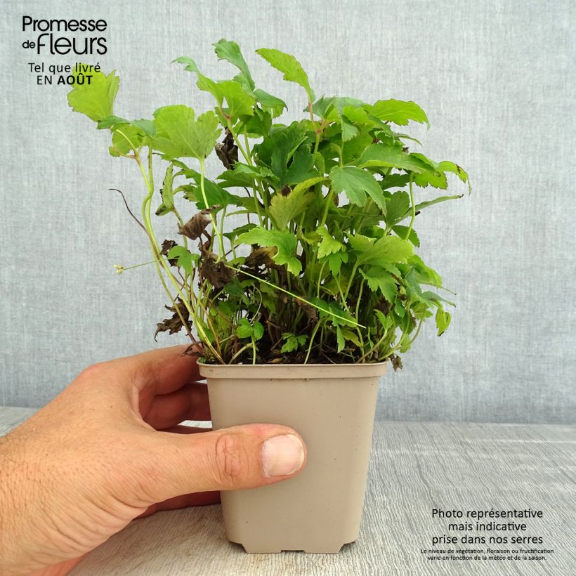 Anemone hupehensis Fantasy Ariel 8/9 cm pot sample as delivered in summer