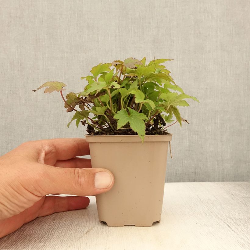 Anemone hupehensis Fantasy Red Riding Hood 8/9 cm pot sample as delivered in summer