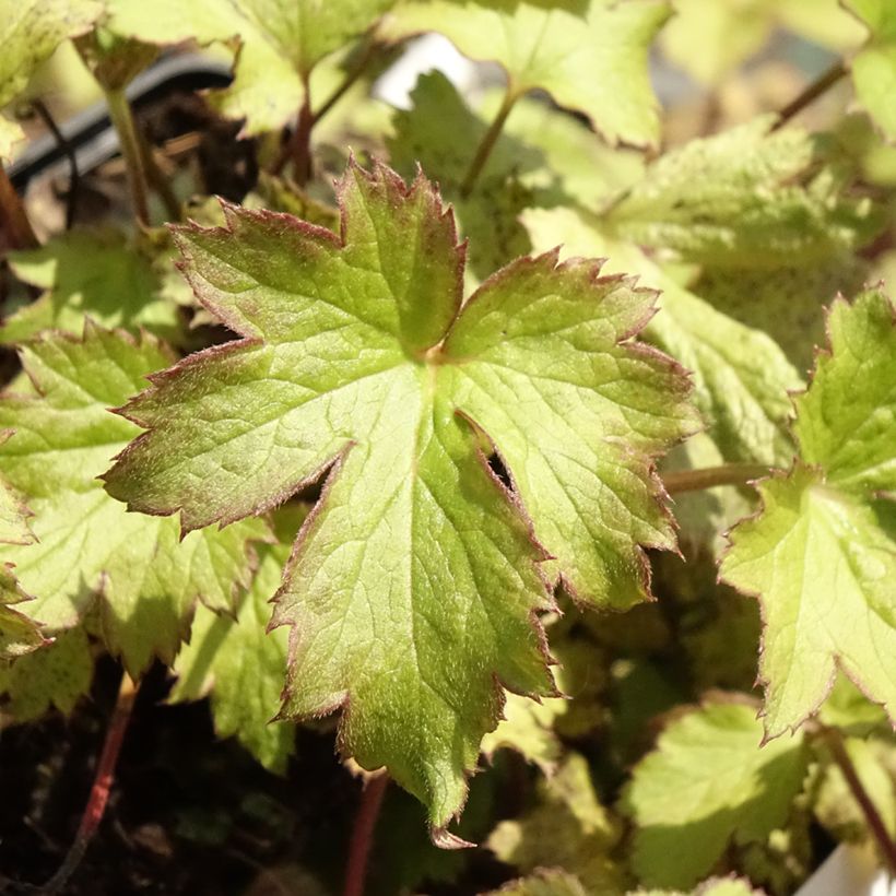 Anemone hybrida Frilly Knickers (Foliage)