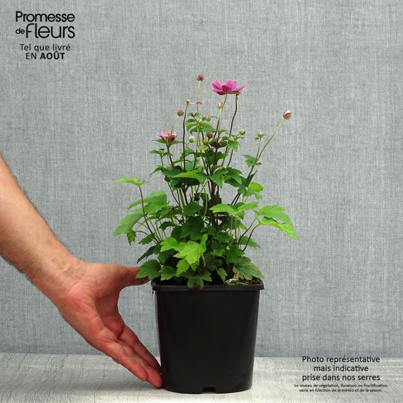 Anemone hupehensis var. japonica Pamina 1L/1.5L pot sample as delivered in summer