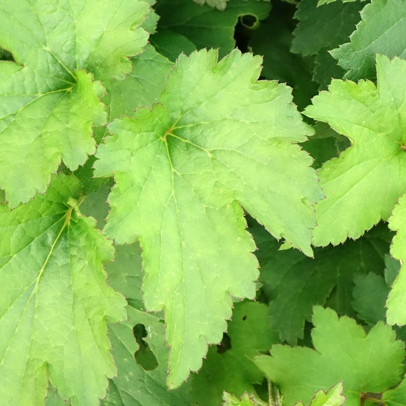 Anemone Royal Blush - Japanese Anemone (Foliage)