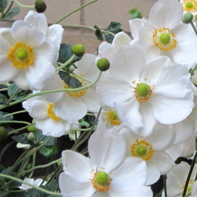 Anemone hybrida Honorine Jobert (Flowering)