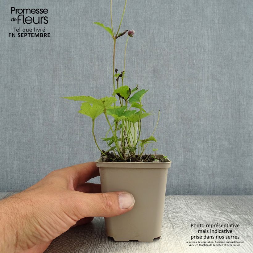 Anemone hybrida Margarete 8/9 cm pot sample as delivered in summer