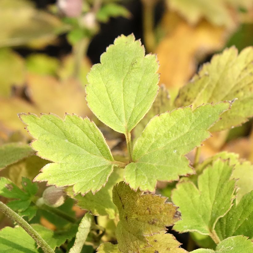 Anemone hupehensis Pretty Lady Susan (Foliage)