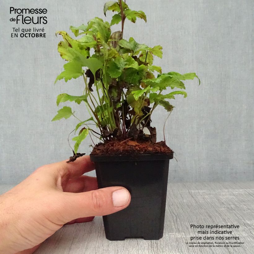 Anemone hupehensis Splendens 8/9 cm pot sample as delivered in autumn