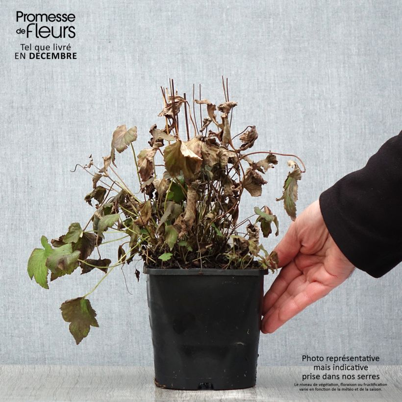 Anemone hupehensis Splendens 2L/3L pot sample as delivered in autumn