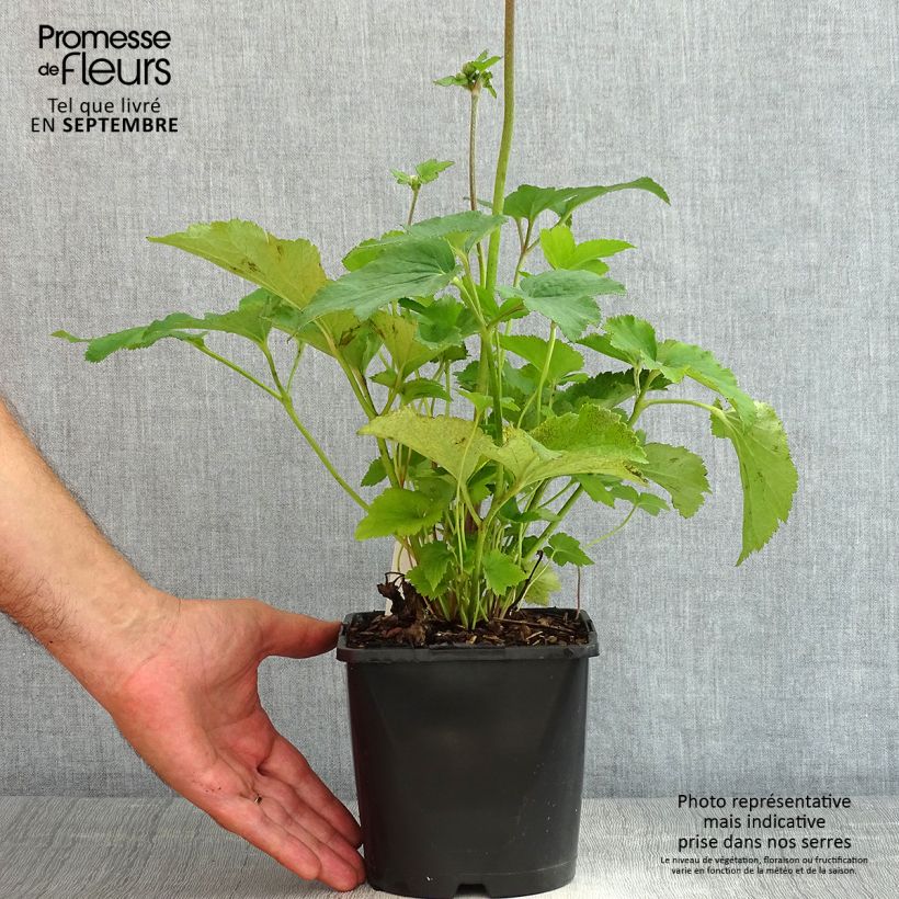 Anemone hybrida Serenade 2L/3L pot sample as delivered in summer