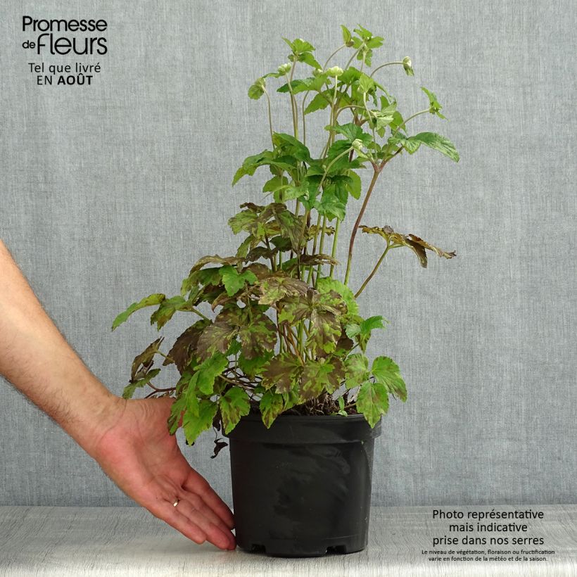 Anemone hybrida Whirlwind 1.5L/2L pot sample as delivered in summer