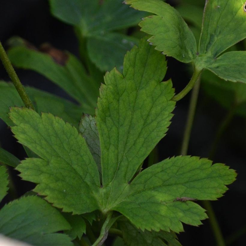 Anemone Wild Swan - Japanese Anemone (Foliage)