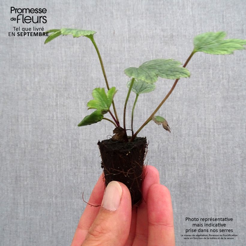 Anemone Wild Swan - Japanese Anemone Plug plant 3/4cm sample as delivered in autumn