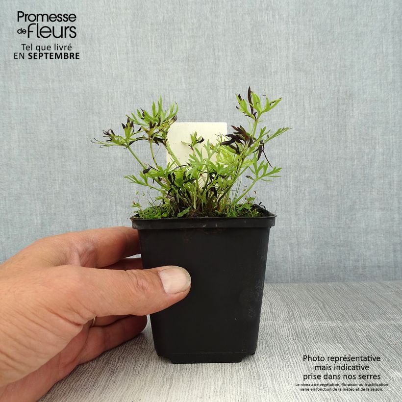 Anemone multifida Rosea 8/9 cm pot sample as delivered in summer