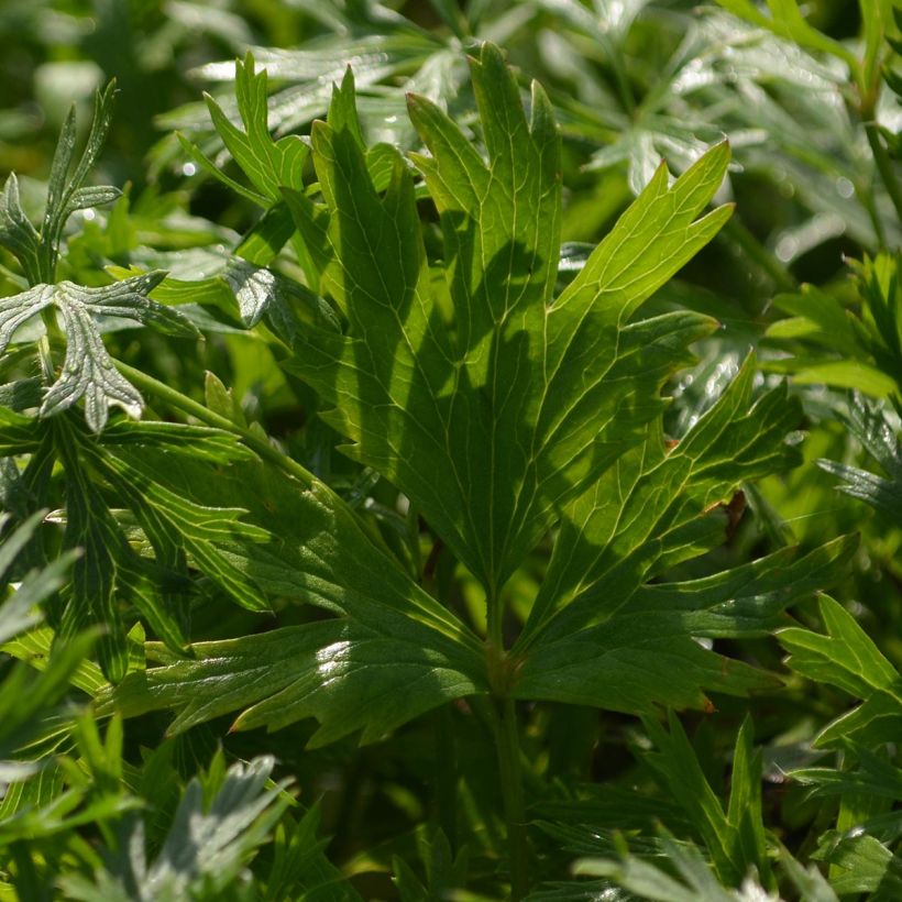 Pulsatilla vulgaris Röde Klokke - Pasqueflower (Foliage)