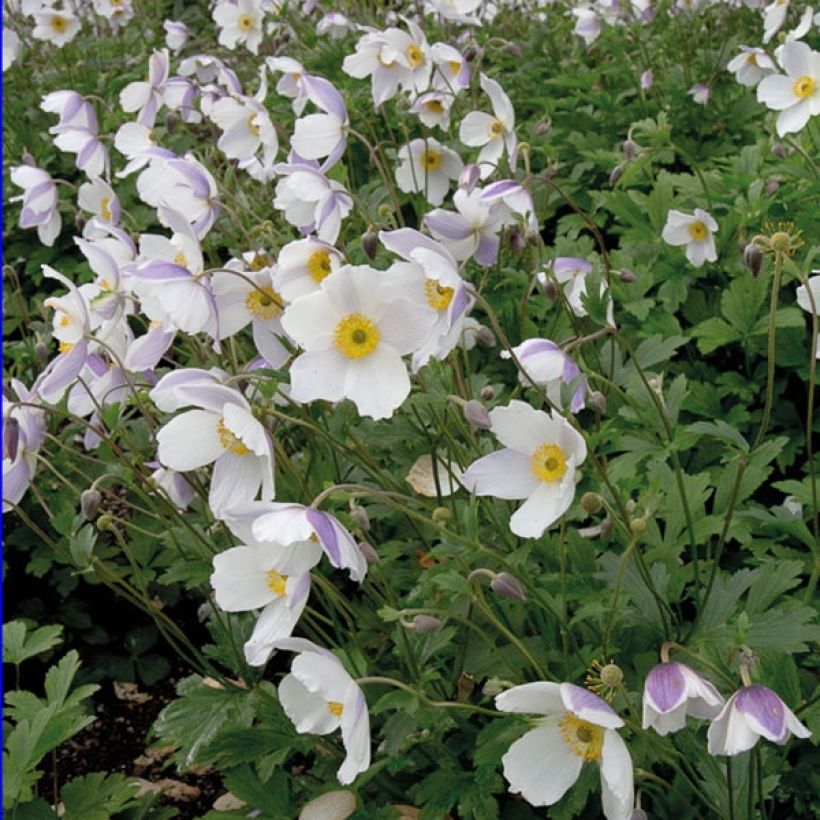 Anemone Wild Swan - Japanese Anemone (Plant habit)