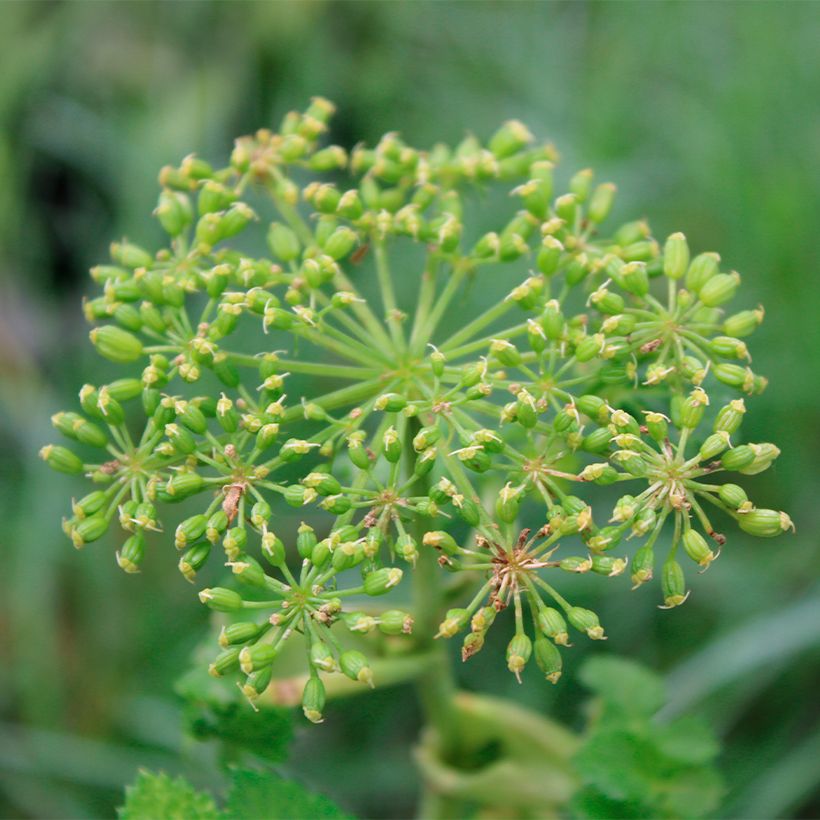 Angelica pachycarpa (Flowering)