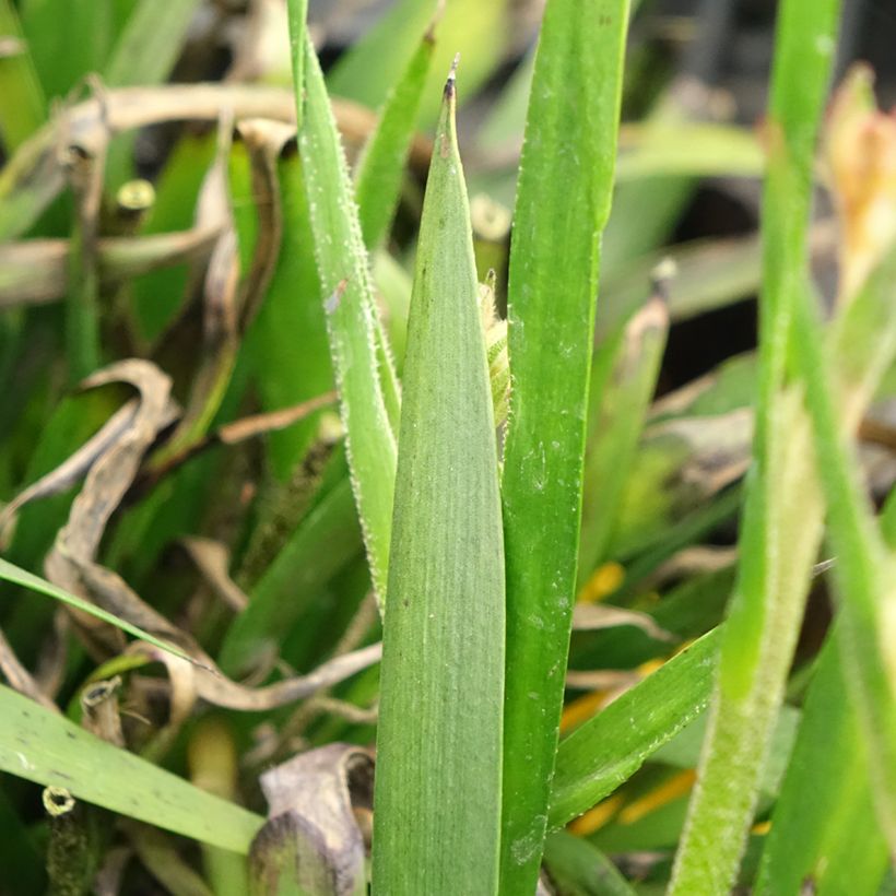 Anigozanthos flavidus Bush Bonanza (Foliage)