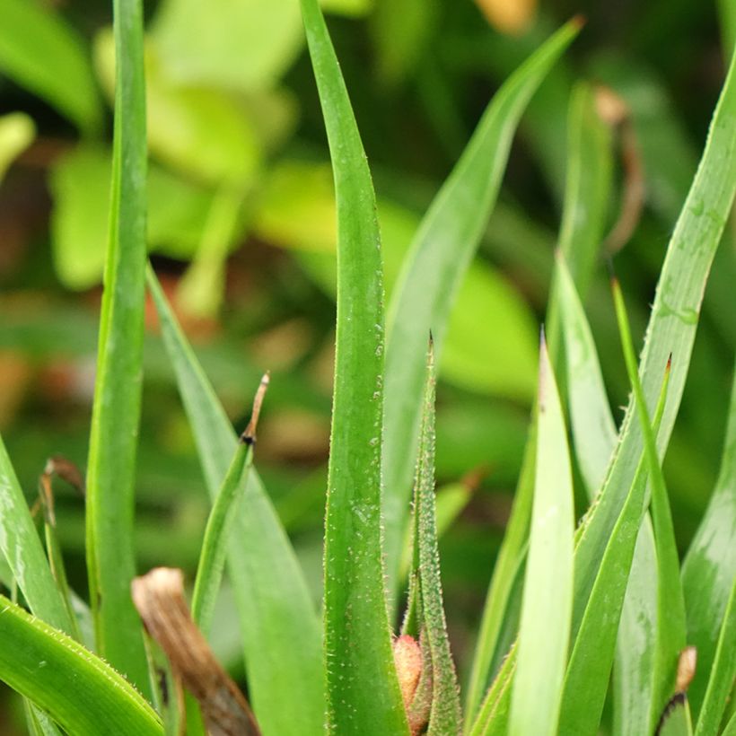 Anigozanthos flavidus Bush Inferno (Foliage)