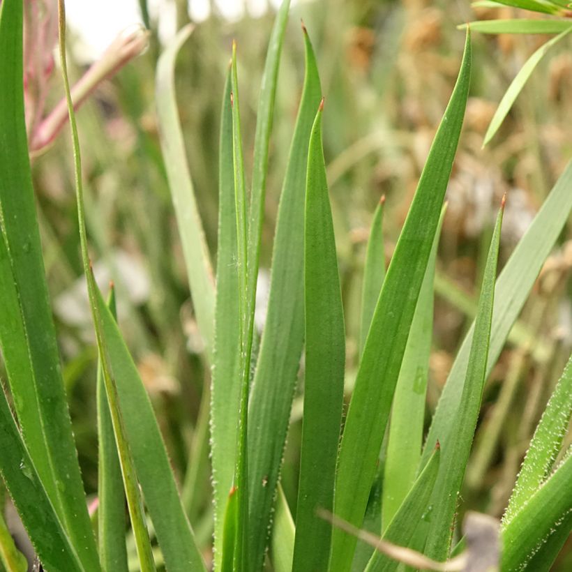 Anigozanthos flavidus Bush Pearl (Foliage)